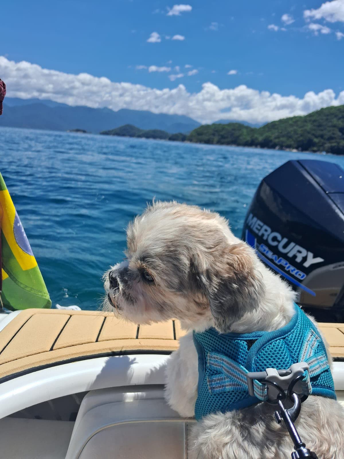 Cachorro com peitoral azul olhando o mar na lancha